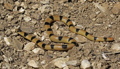Variable Groundsnake 2019-04-07