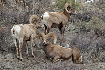 Rocky Mountain Bighorn Sheep 2019-03-10
