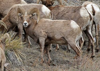 Rocky Mountain Bighorn Sheep 2019-03-10