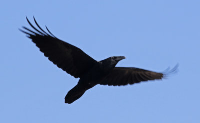Chihuahuan Raven 2019-02-15