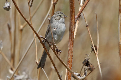 Brewer's Sparrow 2019-05-03