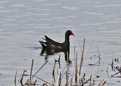 Common Gallinule 2019-05-04