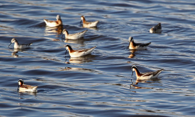 Wilson's Phalarope 2019-05-04
