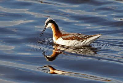 Wilson's Phalarope 2019-05-04