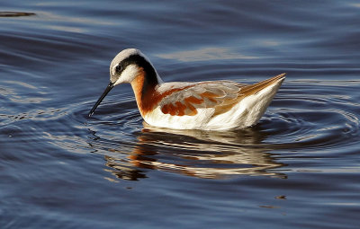 Wilson's Phalarope 2019-05-04