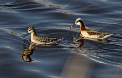 Wilson's Phalarope 2019-05-04