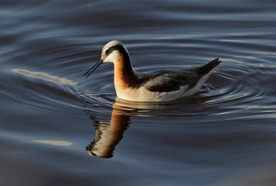 Wilson's Phalarope 2019-05-04