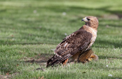 Red-tailed Hawk 2019-05-04