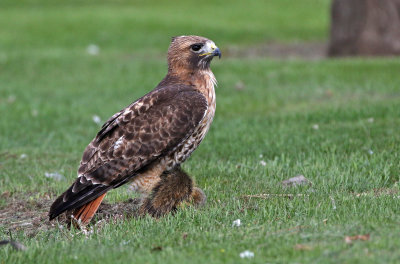 Red-tailed Hawk 2019-05-04