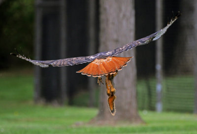 Red-tailed Hawk 2019-05-04