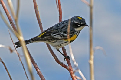 Yellow-rumped Warbler 2019-05-03