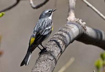 Yellow-rumped Warbler 2019-05-03