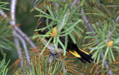 American Redstart 2019-05-07