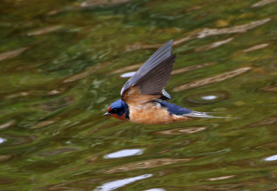 Barn Swallow 2019-05-09