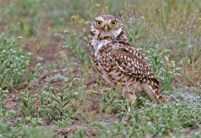 Burrowing Owl 2019-05-07