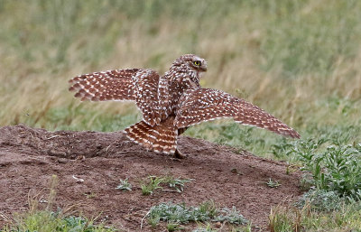 Burrowing Owl 2019-05-07
