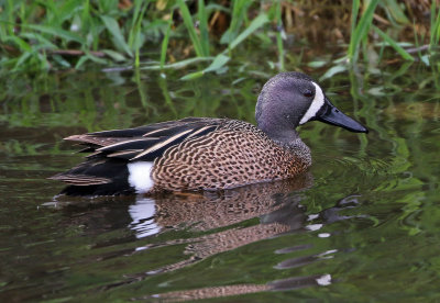 Blue-winged Teal 2019-05-09