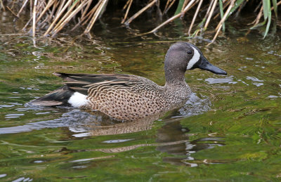Blue-winged Teal 2019-05-09