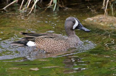 Blue-winged Teal 2019-05-09