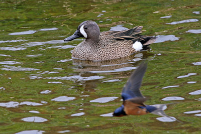 Blue-winged Teal 2019-05-09