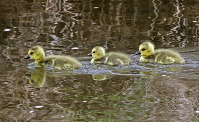 Canada Goose 2019-05-10