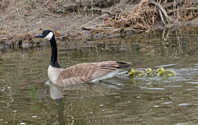 Canada Goose 2019-05-10