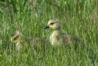 Canada Goose 2019-05-10