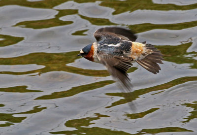 Cliff Swallow 2019-05-09