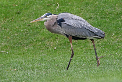 Great Blue Heron 2019-05-08