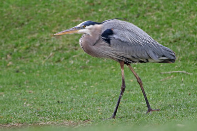 Great Blue Heron 2019-05-08