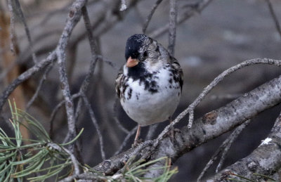 Harris's Sparrow 2019-05-07