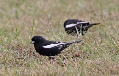 Lark Bunting 2019-05-07