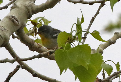 Northern Parula 2019-05-07