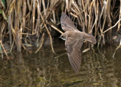 Northern Rough-winged Swallow 2019-05-09