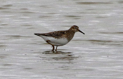 Pectoral Sandpiper 2019-05-07