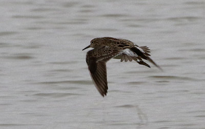 Pectoral Sandpiper 2019-05-07