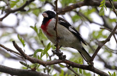 Rose-breasted Grosbeak 2019-05-07