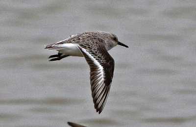 Sanderling 2019-05-07