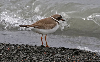 Semipalmated Plover 2019-05-08