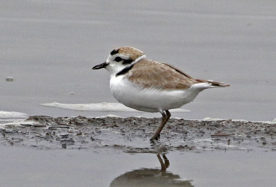 Snowy Plover 2019-05-07