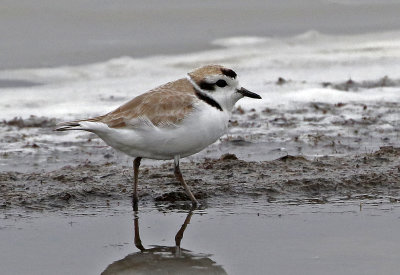 Snowy Plover 2019-05-07