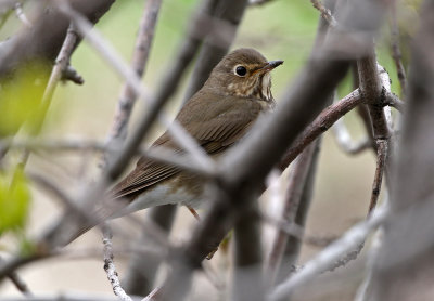 Swainson's Thrush 2019-05-10