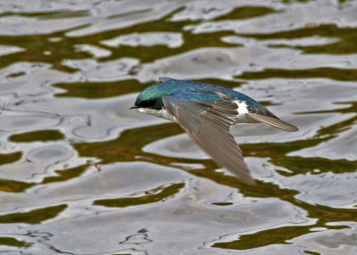 Tree Swallow 2019-05-09
