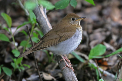 Veery 2019-05-10