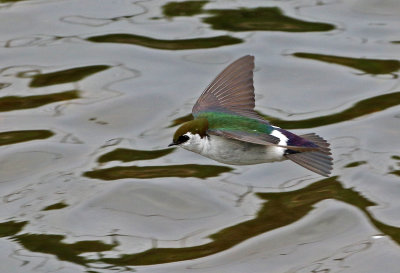 Violet-green Swallow 2019-05-09