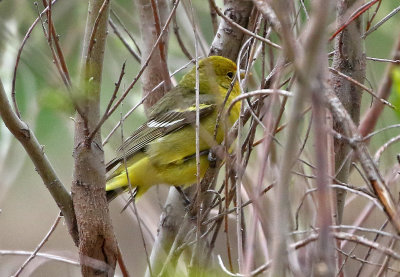 Western Tanager 2019-05-08