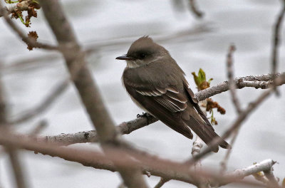 Western Wood-Pewee 2019-05-08