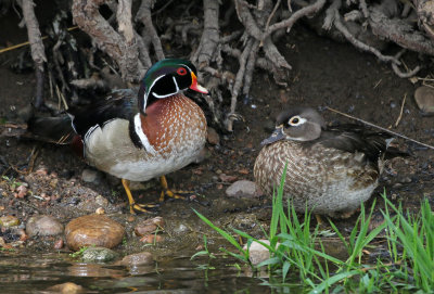 Wood Duck 2019-05-09