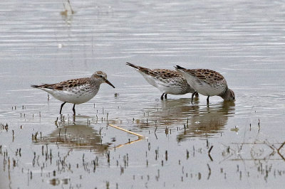 White-rumped Sandpiper 2019-05-07