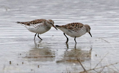 White-rumped Sandpiper 2019-05-07